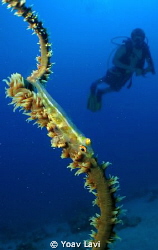 Wire coral goby and diver.
Inon bugeye by Yoav Lavi 